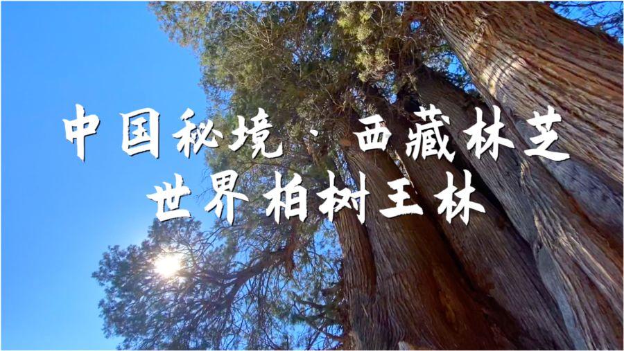微信场所码怎么扫出来是我儿子的身份证？